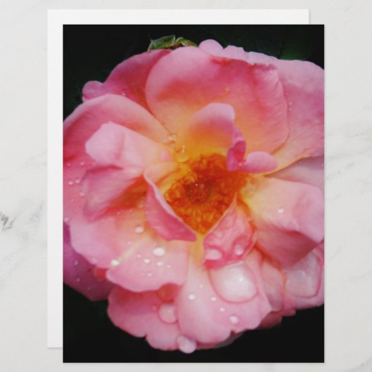 Papier Pink Rose w/ Dew Drops Black Background (Devant / Derrière)