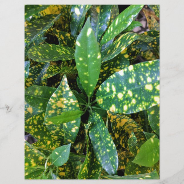 Papier Plante de Croton (Devant)