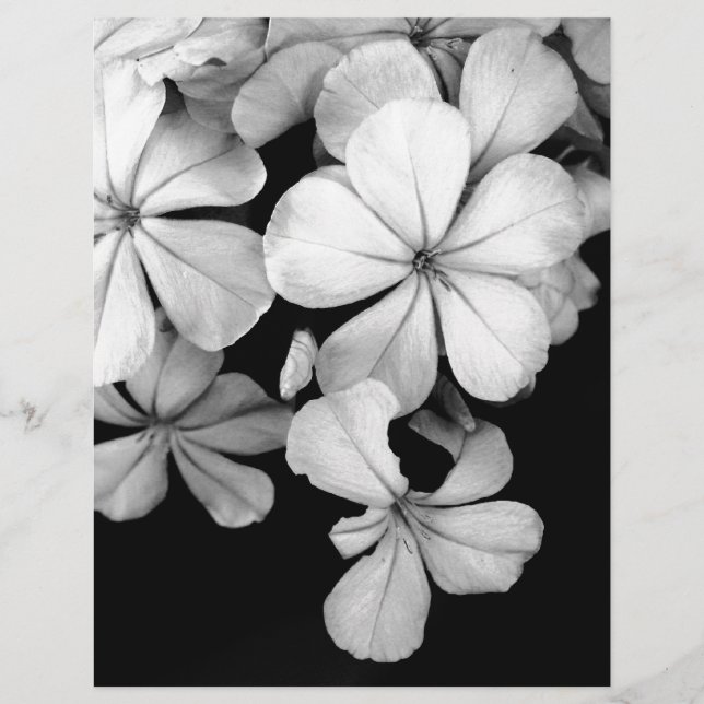 Papier Plumbago noir et blanc (Devant)