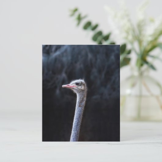 Papier portrait d'autruche (Debout devant)