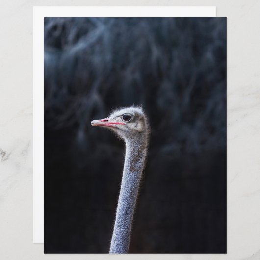 Papier portrait d'autruche (Devant / Derrière)