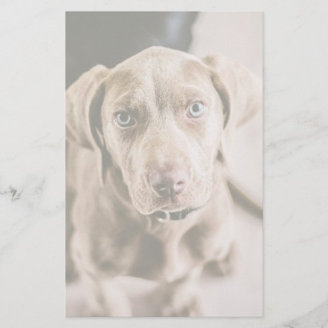 Papier Portrait de chien (Devant)