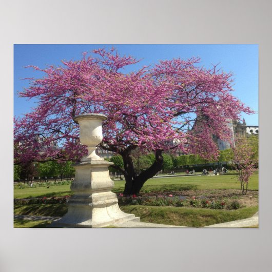 Papier Poster Cherry Blossoms (Matte) (Devant)