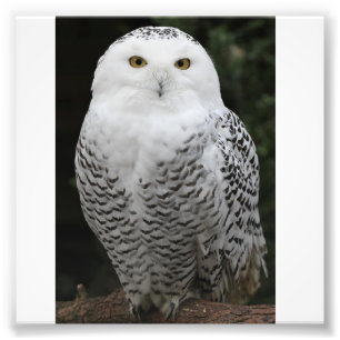 Papier professionnel de photo de Kodak (satin)