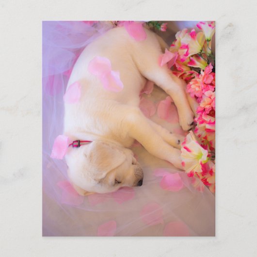 Papier Puppy Sleepy (Devant)