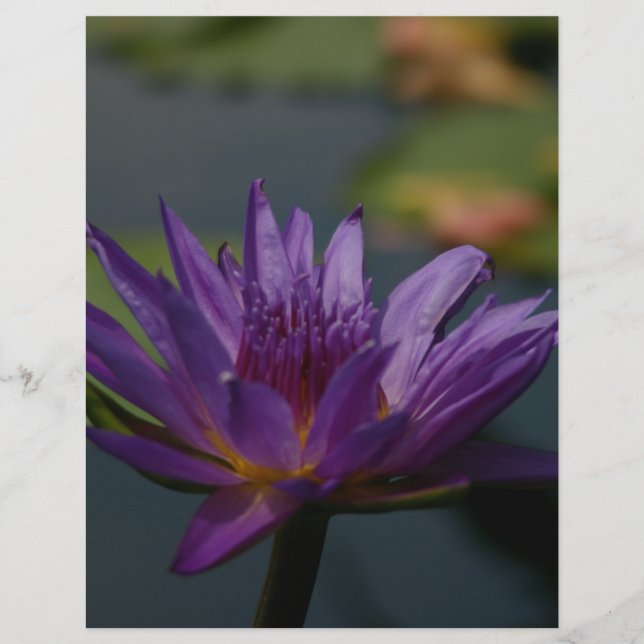 Papier Purple Waterlily (Devant)