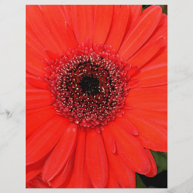 Papier Red Gerbera (Devant)