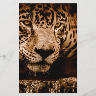 Papier regard jaguar
