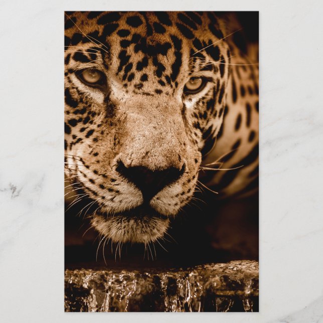 Papier regard jaguar (Devant)