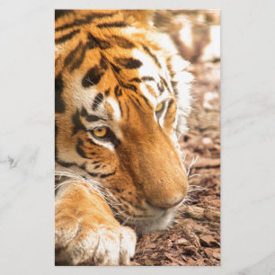 Papier Repose de tigre