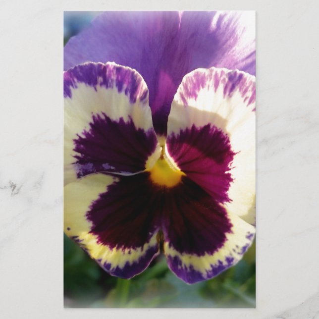 Papier ressort coloré Pansy (Devant)
