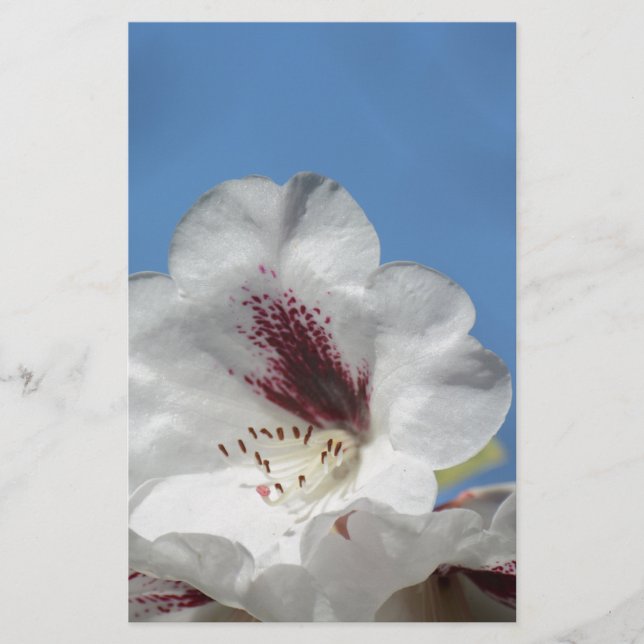 Papier Rhododendron blanc avec Bourgogne (Devant)
