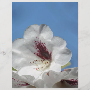 Papier Rhododendron blanc avec Bourgogne