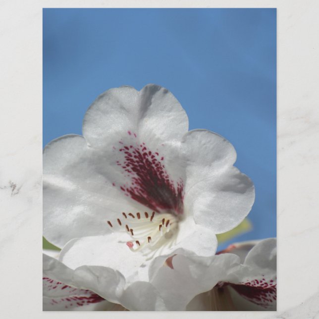 Papier Rhododendron blanc avec Bourgogne (Devant)