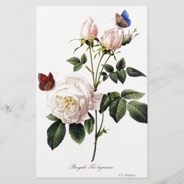 Papier Rosa Bengale - Pierre Joseph Redouté. (Devant)