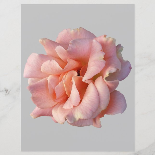 Papier rose (Devant)