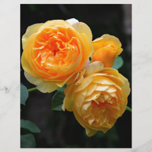 Papier Rose anglais jaune