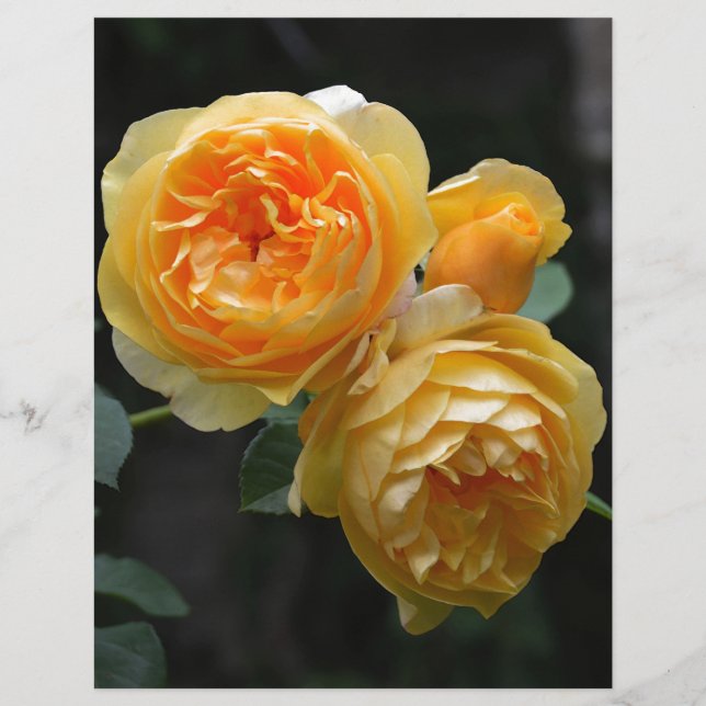 Papier Rose anglais jaune (Devant)