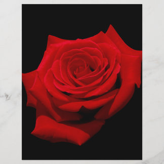 Papier Rose rouge sur Arrière - plan noir