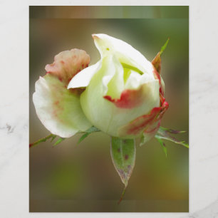 Papier rosebud brillant
