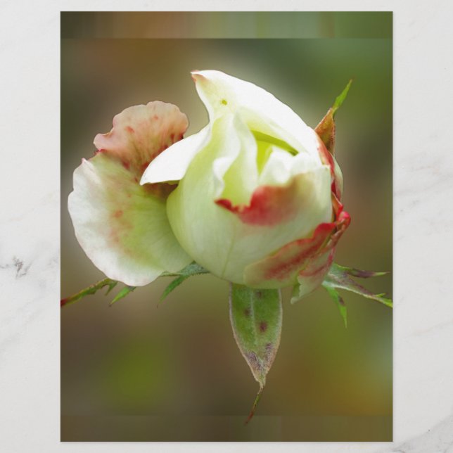 Papier rosebud brillant (Devant)