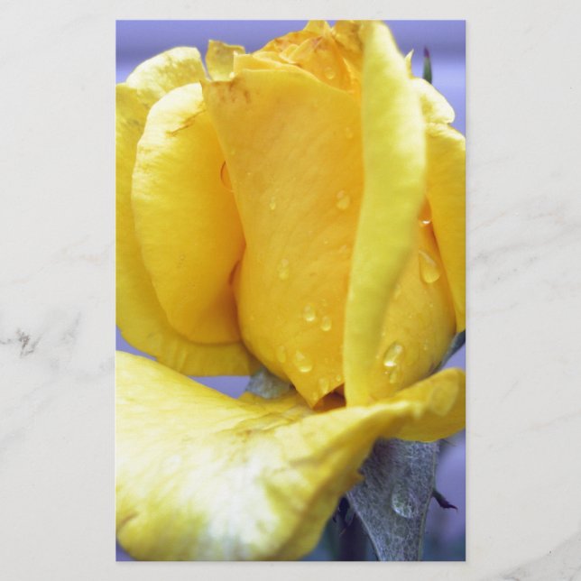 Papier Roseraie jaune (Devant)