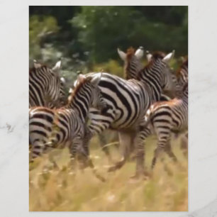 Papier Safari de migration de zèbres africains