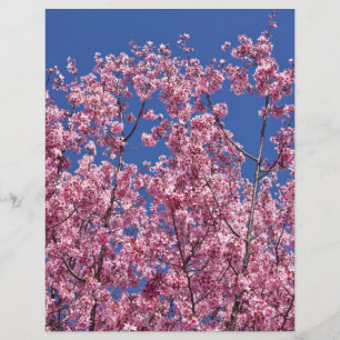 Papier Sakura Cherry Fleurit Dans Le Bleu