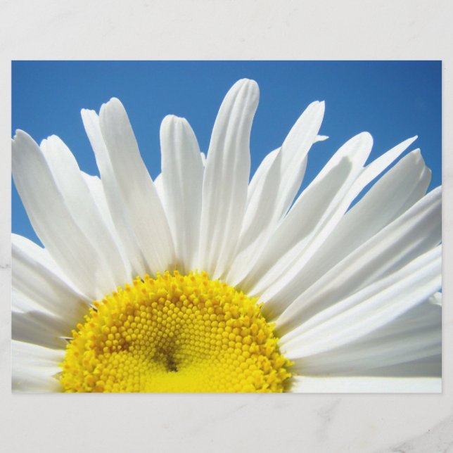 Papier scrapbooking Fleurs de marguerite blanche C (Devant)
