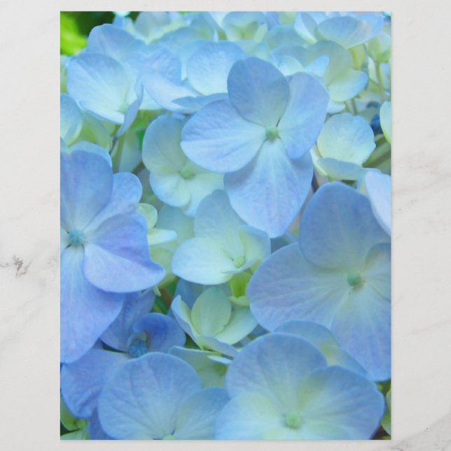 Papier scrapbooking thème floral Hydrangeas bleues (Devant)