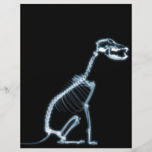 PAPIER SKELETON X-RAY CHIEN SITTING - BLEU & NOIR