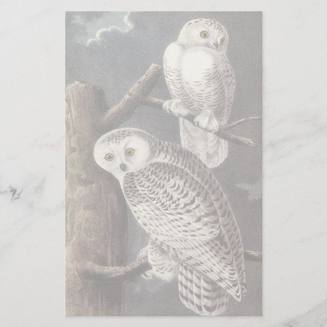 Papier Snowy Owl, John Audubon (Devant)