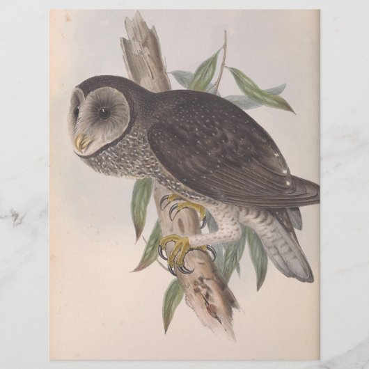 Papier Sooty Owl (Devant)