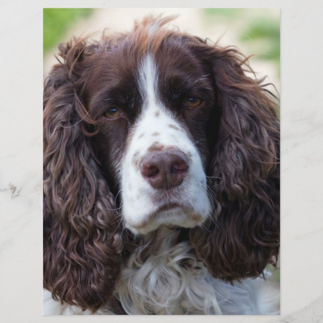 Papier spaniel de springer anglais.png (Devant)