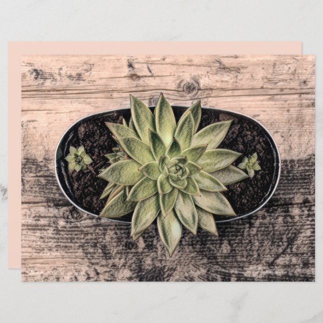 Papier Succulent Rustique Vert Vintage Botanique Découpag (Devant / Derrière)