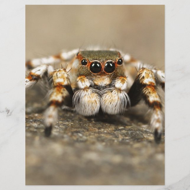 Papier Tarantule Araignée sauteuse accessoires géniaux (Devant)