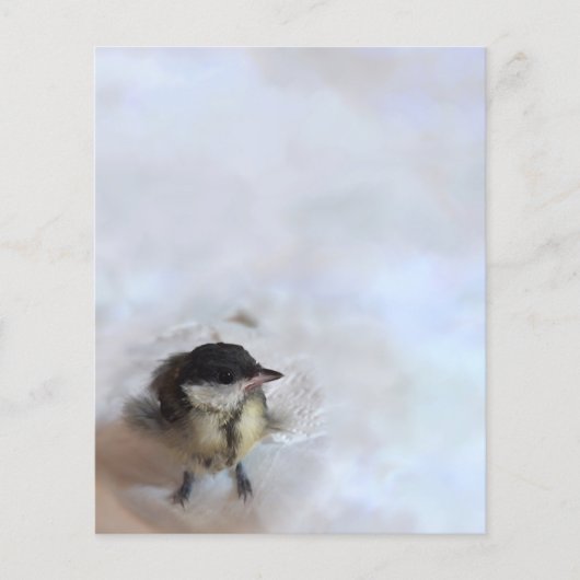 Papier Tidi my Bird le Parus Major (Devant)