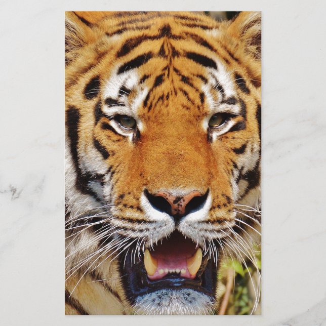 Papier Tigre (Devant)