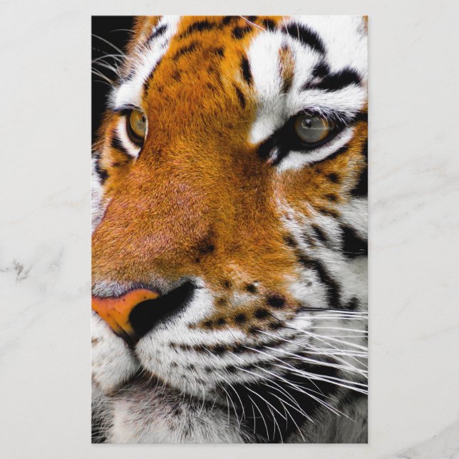Papier Tigre (Devant)