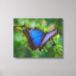 Papier toile Papillon Bleu sur châssis