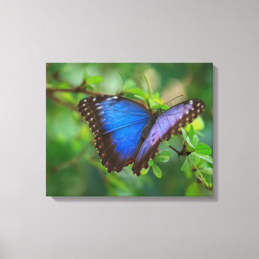 Papier toile Papillon Bleu sur châssis (Recto)