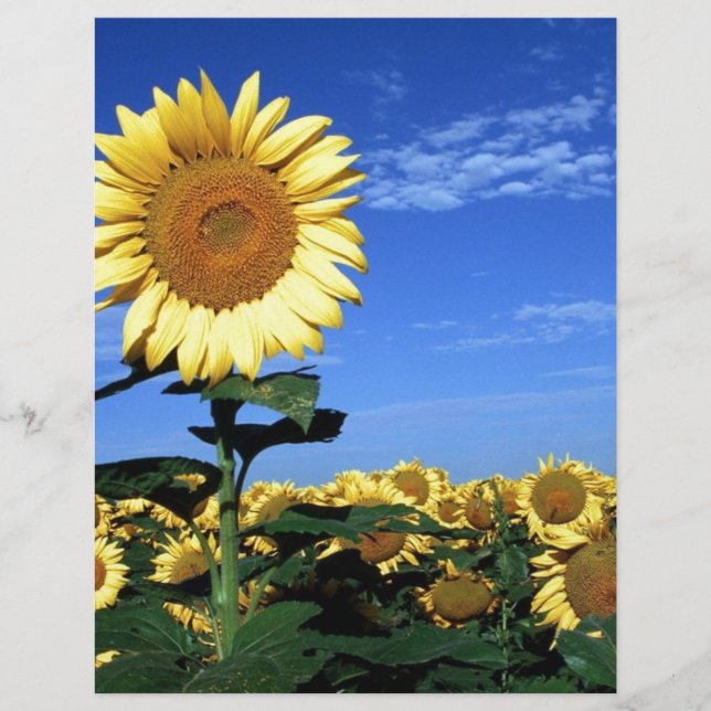 Papier Tournée du printemps (Devant)