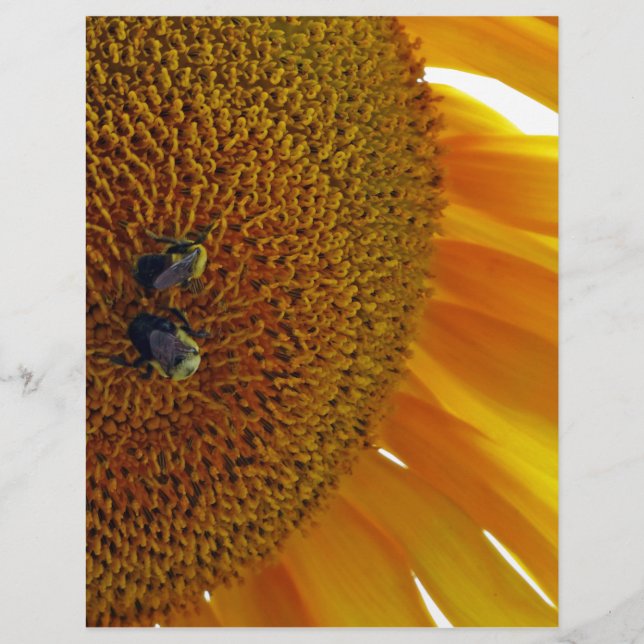 Papier Tournesol aux bourdons (Devant)