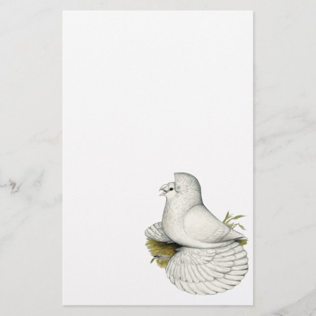 Papier Trumpeter Pigeon White (Devant)