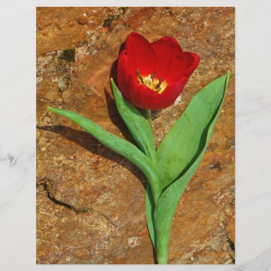 Papier Tulipe jaune et rouge (Devant)