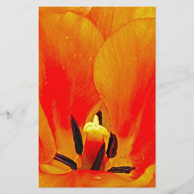 Papier Tulipe orange (Devant)