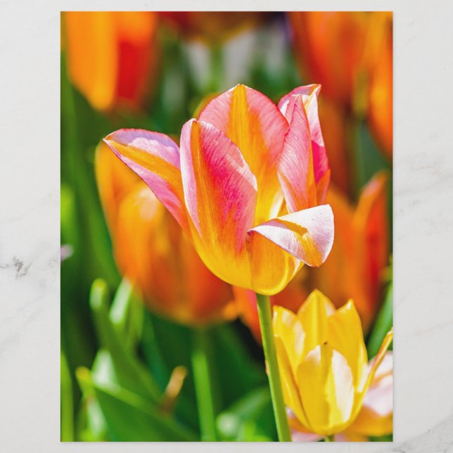 Papier Tulipes Enchanter 17 (Devant)