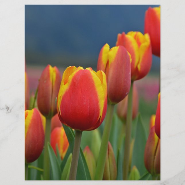 Papier Tulipes pour maman (Devant)