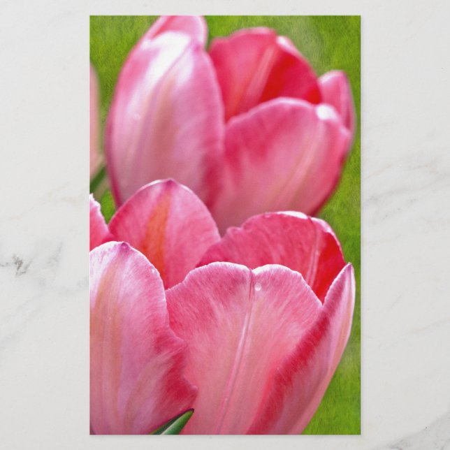 Papier Tulipes roses (Devant)