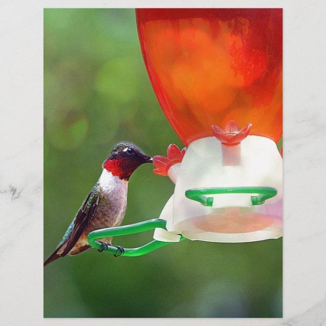 Papier Un colibri à gorge rubis (Devant)